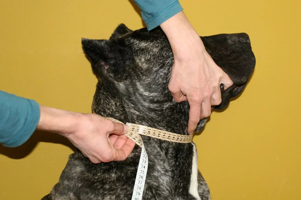 Hand measuring a dog's neck with a soft tape measure for collar sizing.