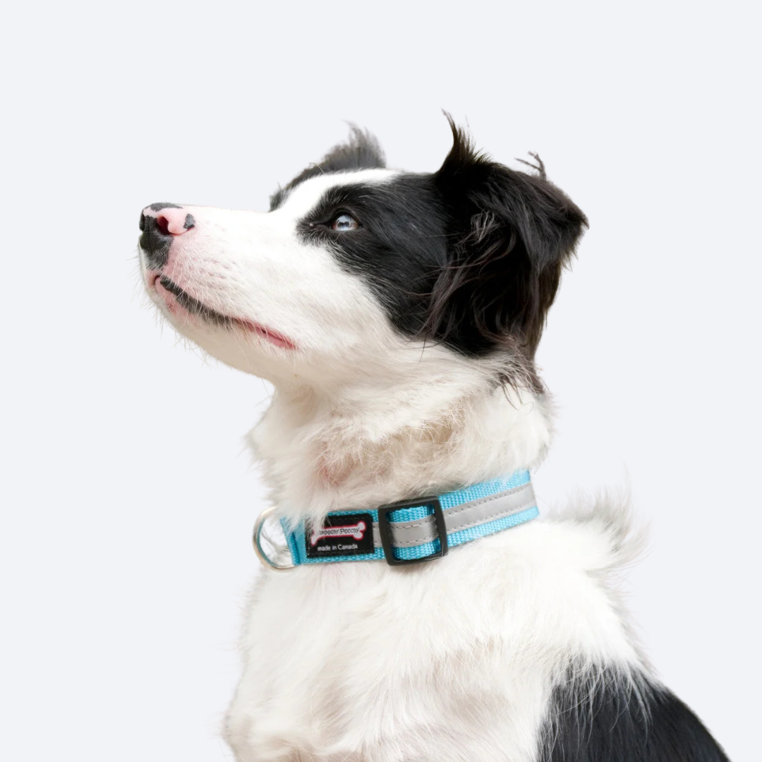 Border Collie wearing the Smoochy Poochy Reflective Collar in Turquoise
