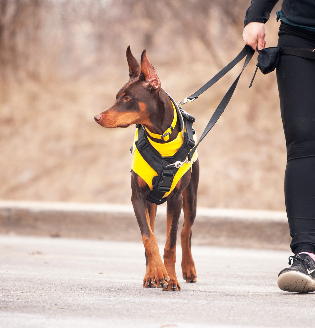 Smoochy Poochy hands-free leash in use with a dog wearing a yellow harness, walking on a paved path.