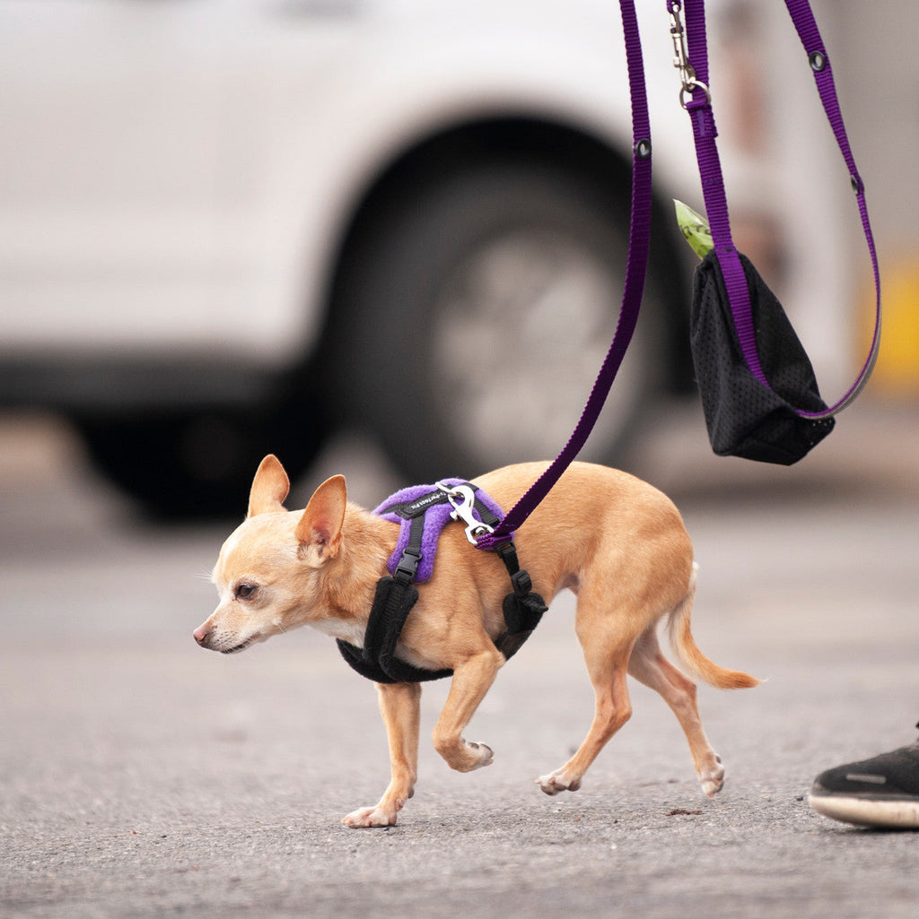Smoochy Poochy hands-free leash in purple, attached to a small tan dog in a harness, walking on a street.